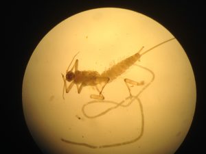 Baetis bicaudatis (a Baetid mayfly) and the mermithid nematode worm that I dissected out of it.