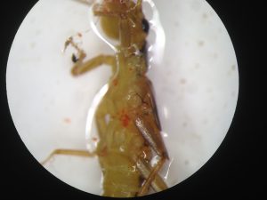 Megarcys signata (a large predacious stonefly) parasitized by water mites (the orange spots).