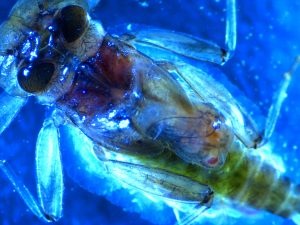 Rhithrogena hageni (a Heptageniid mayfly) parasitized by Symbiocladius sp., a chironomid larva.
